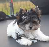 Yorkshire Biewer Terrier.
