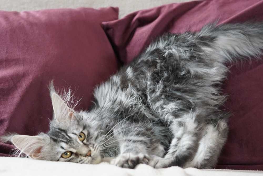 Kotka maine coon