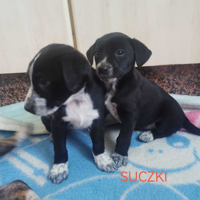 Pokochaj go!  Szukają domu.