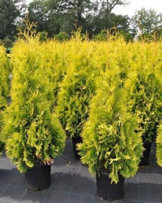 Tuja Thuja Yellow Ribbon żółty żywopłot 100-120 cm ładne, grube