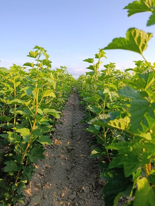 Sadzonki porzeczki Czerwonej -dokumenty Jesien 2025