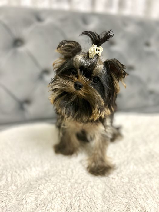 Красунчик Міні Йоркширський терєр