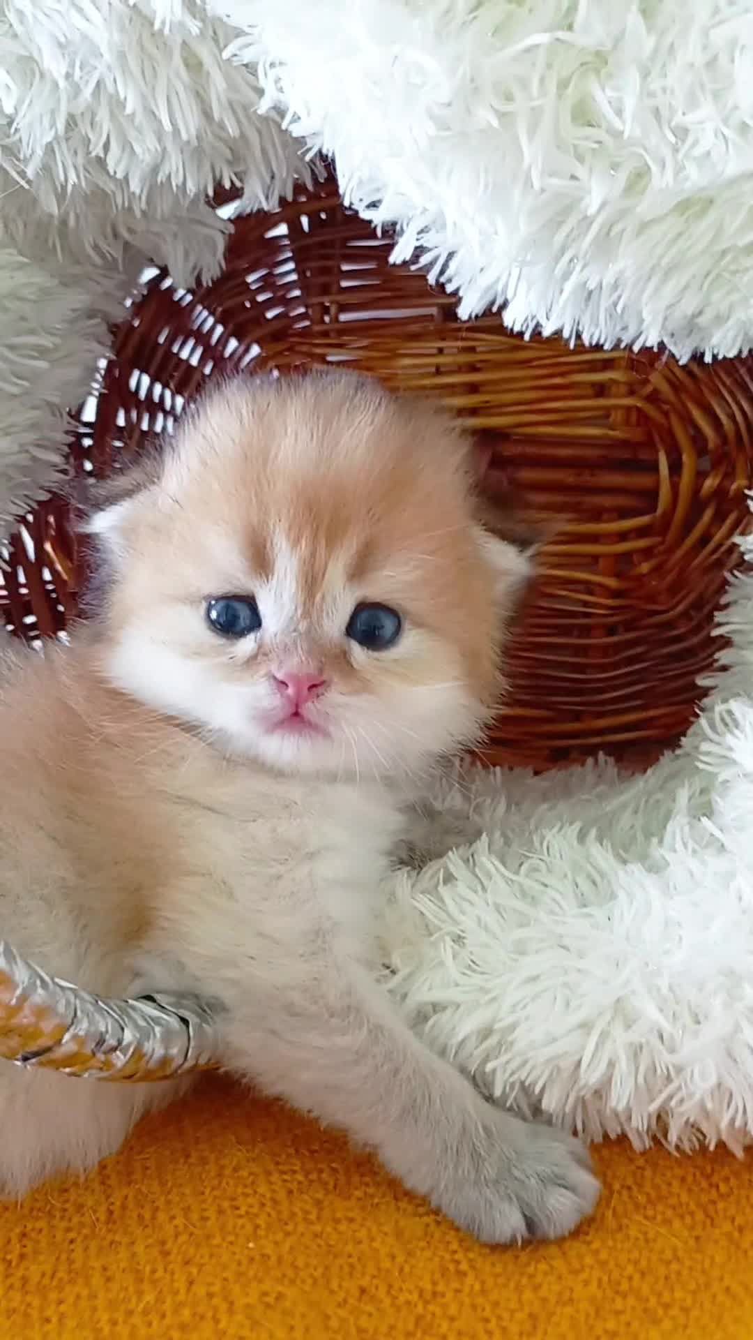 Золотая шиншилла. Шотландский вислоухий котик