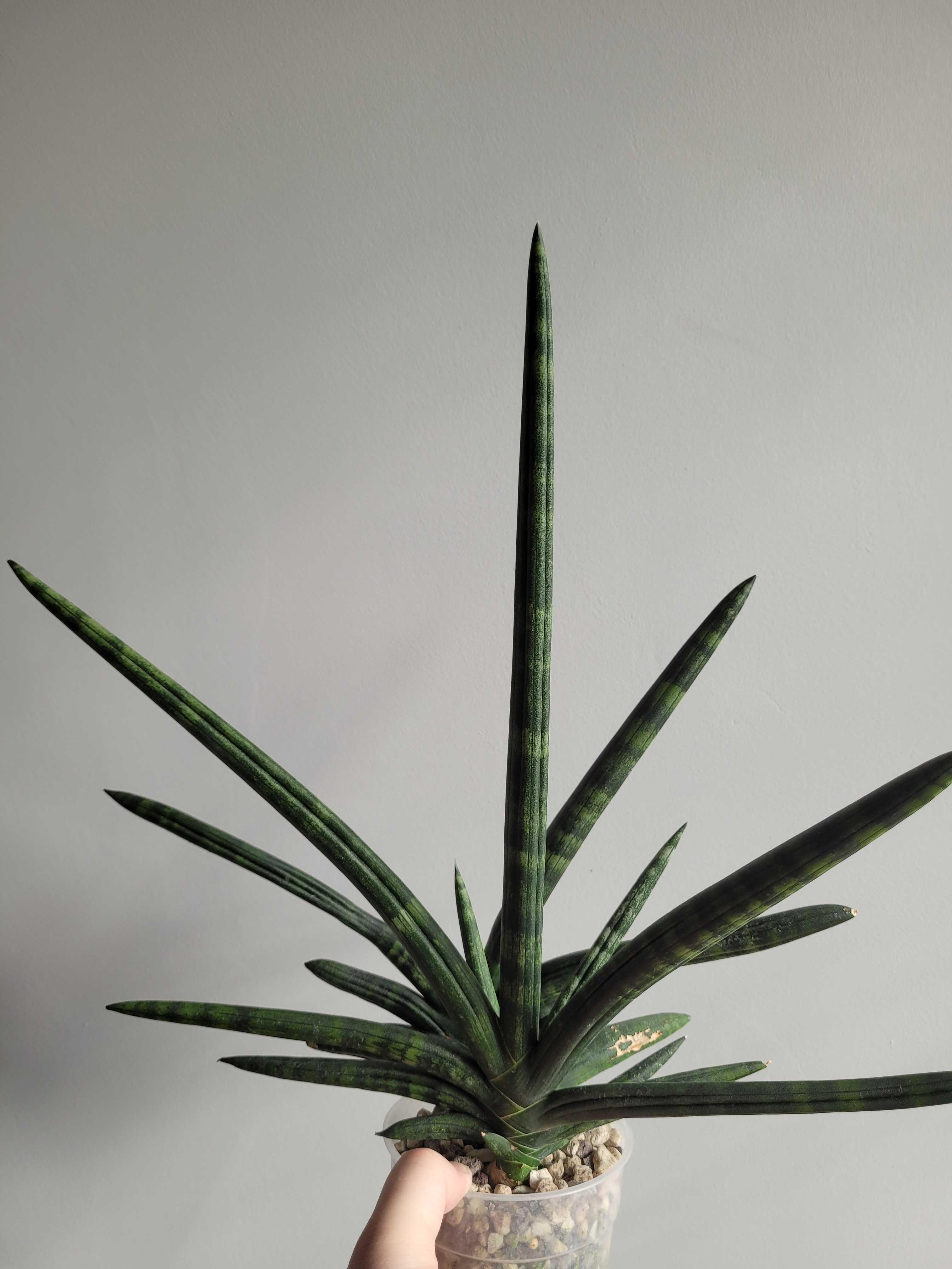Sansevieria Boncel