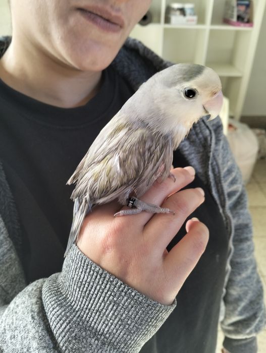 Agapórnis domesticados