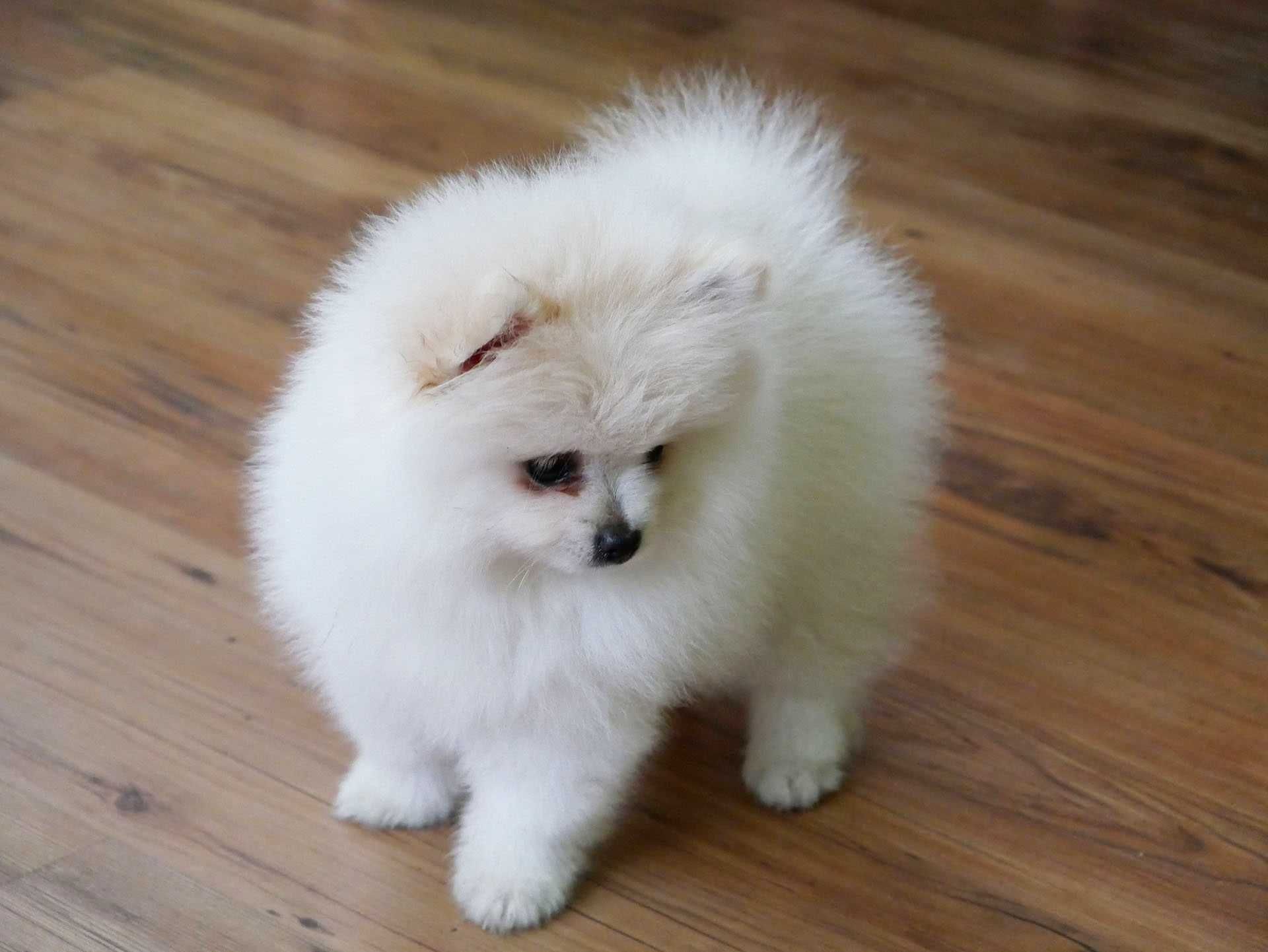 Szpic miniaturowy Pomeranian Boo Szpice  Rodowód Chip Samiec
