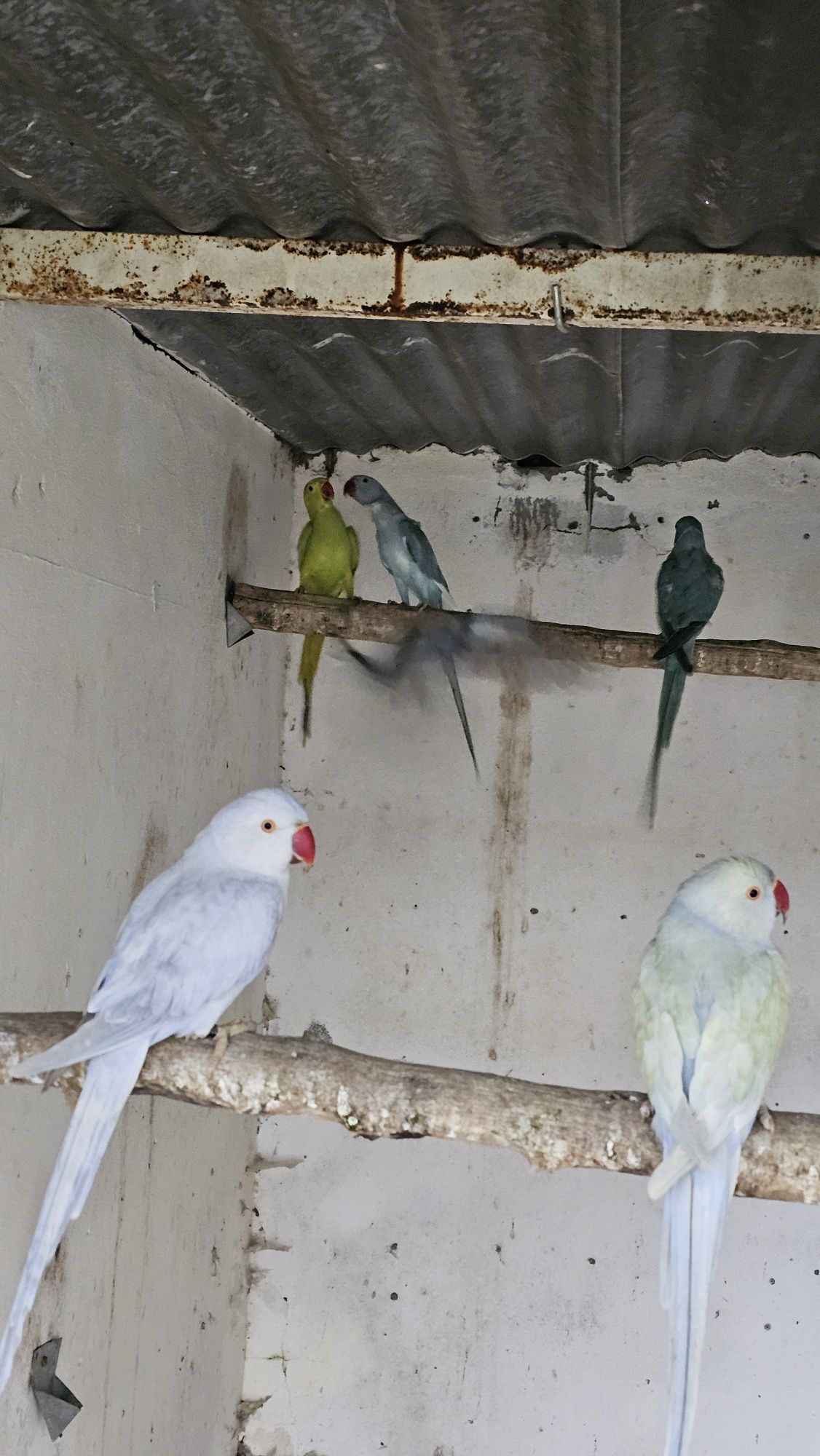 Ring necks e outras aves