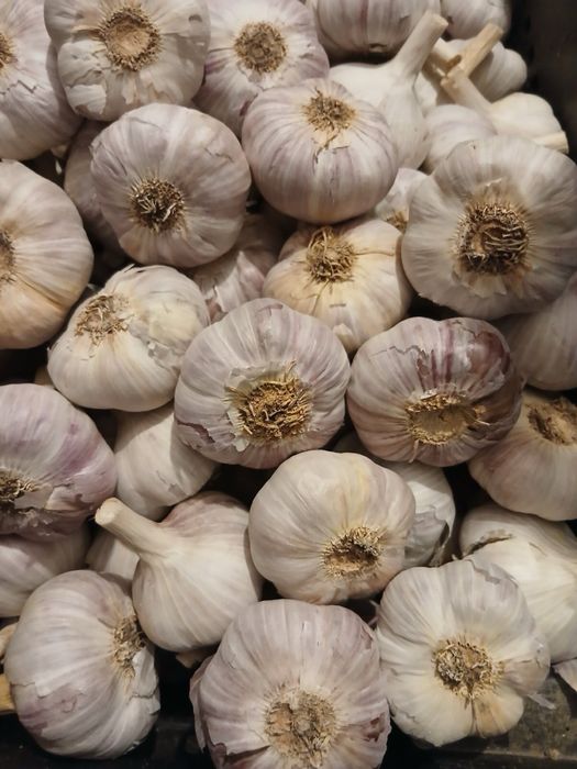 Продам озимий часник