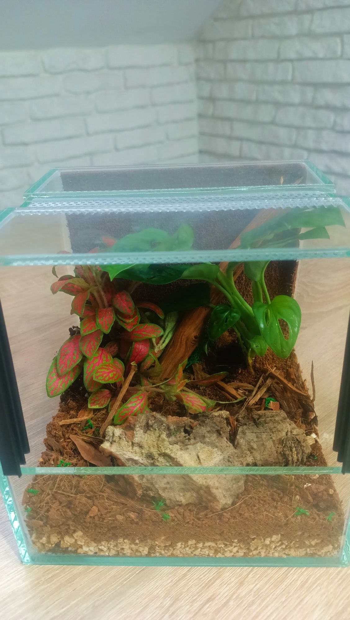 Gotowe Terrarium  15x15x15 Żywe Rośliny+GRATIS