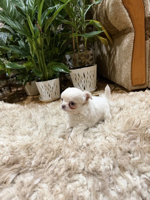 chihuahua długowłosy piesek