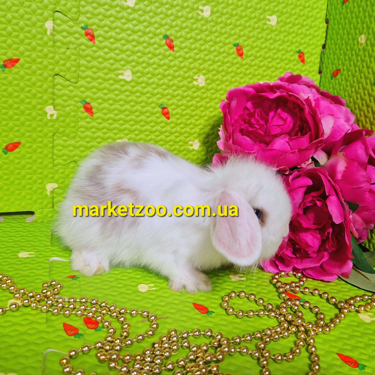 Mini lop мини міні карликовые кролики вислоухий баранчик білий