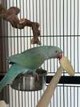 aves Ring neck 2023 turquesa