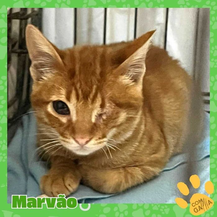 Hika e Marvão, para adoção