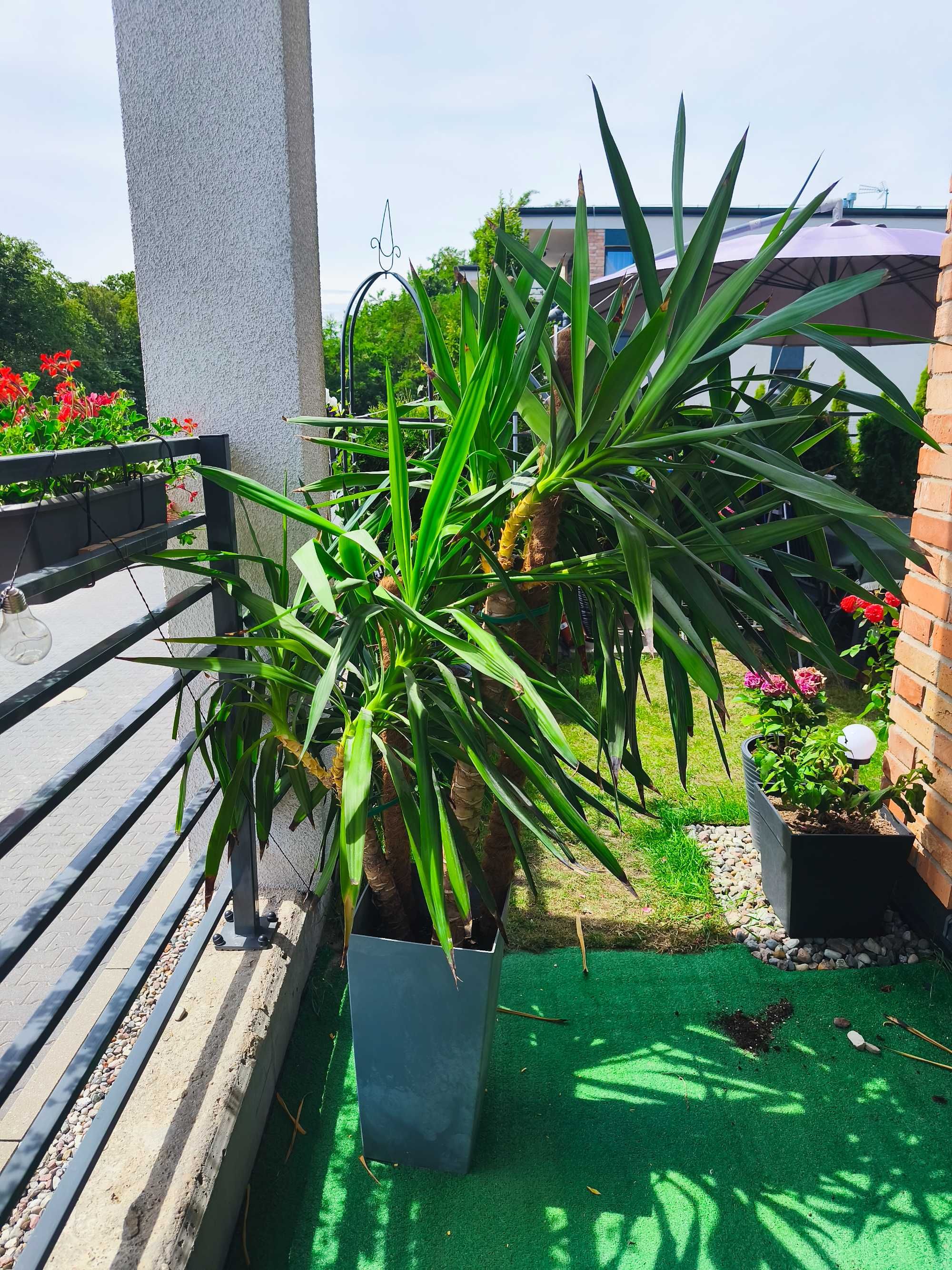 Juka palma 1,8 m