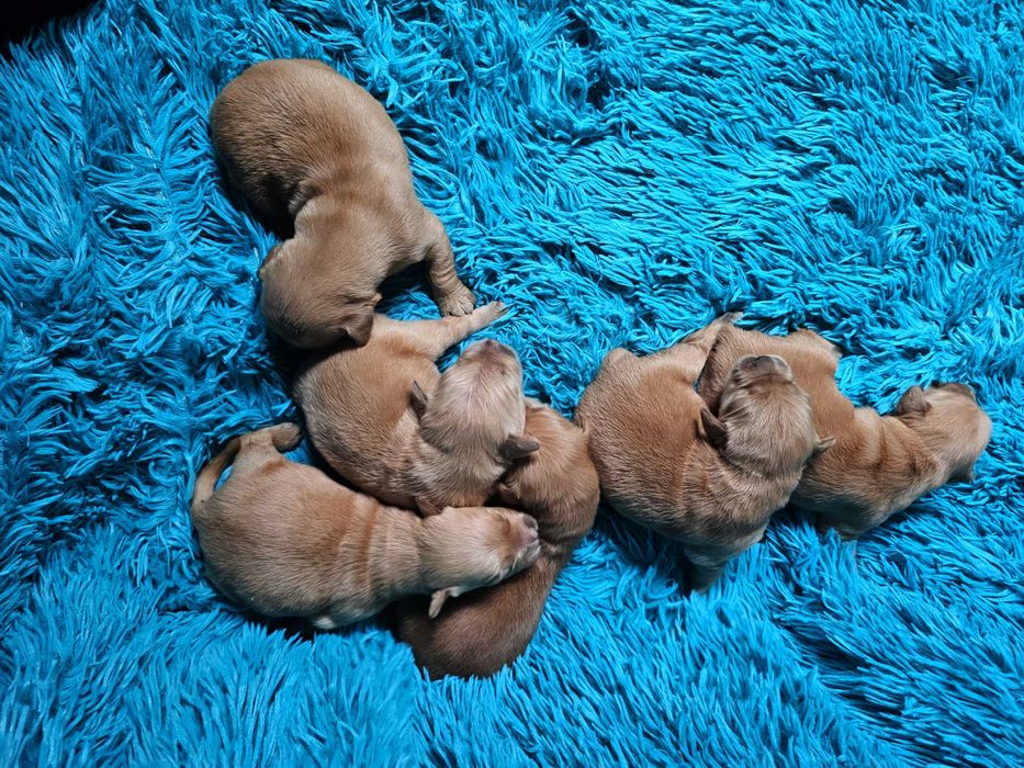 GOLDEN RETRIEVER-po champ., ciemnozłote, amerykańskie linie ZKwP/ FCI