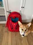 Kurgo G-Train K9 Pack Red - plecak transporter dla Psa - stan idealny