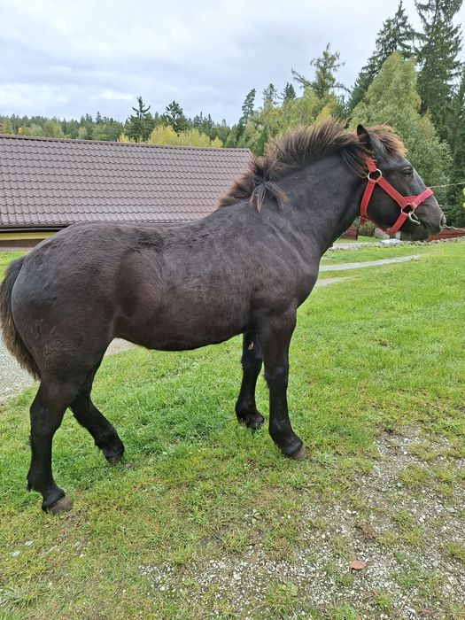 Sprzedam zrebice zimnokrwistom