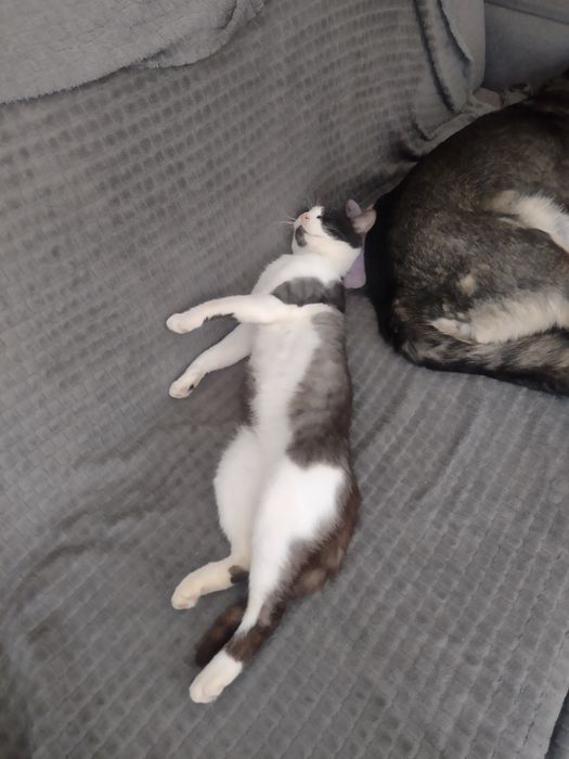 Tymianek - przeżył cudem, teraz czeka na dom