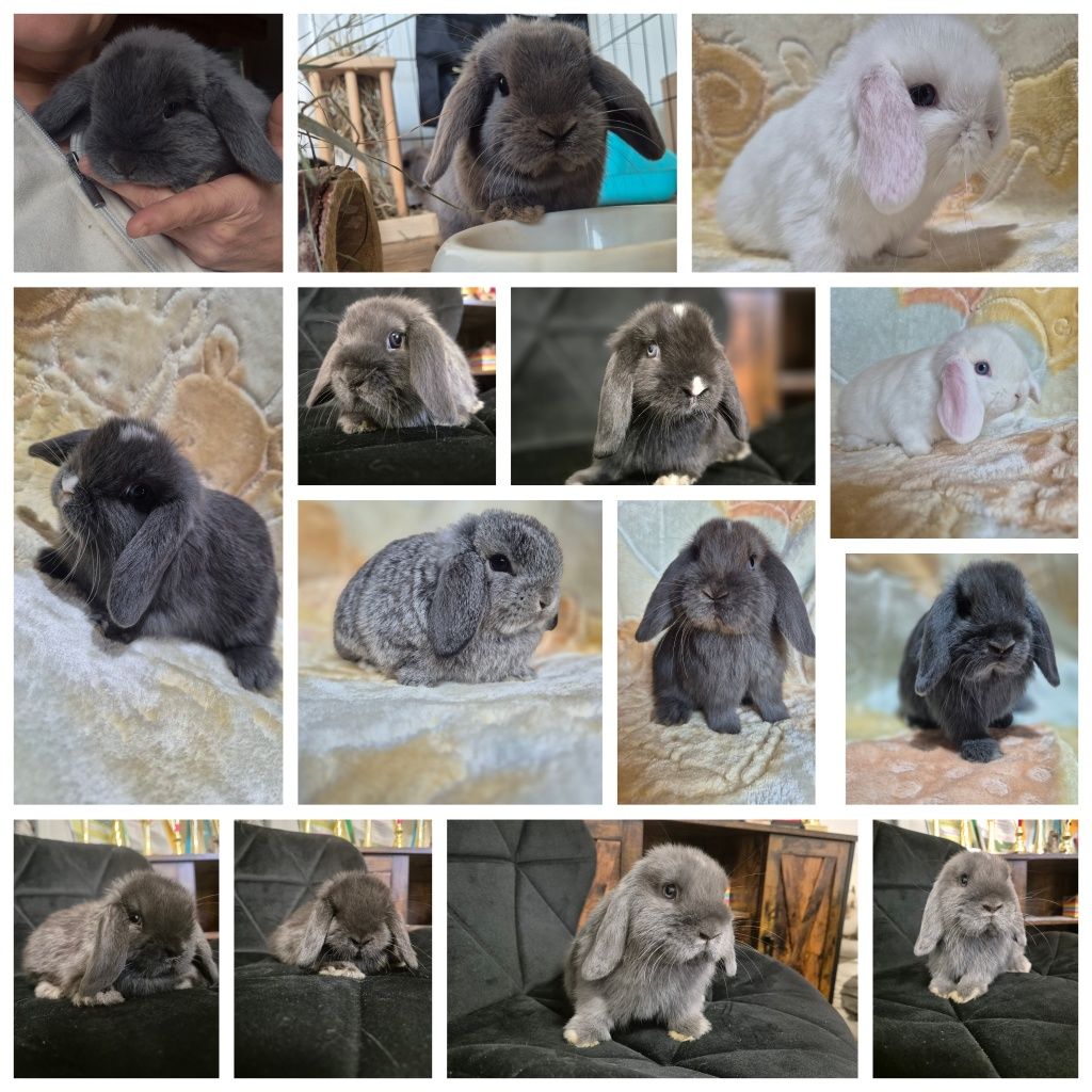 Króliczek Mini lop