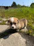 welsh corgi pembroke piesek