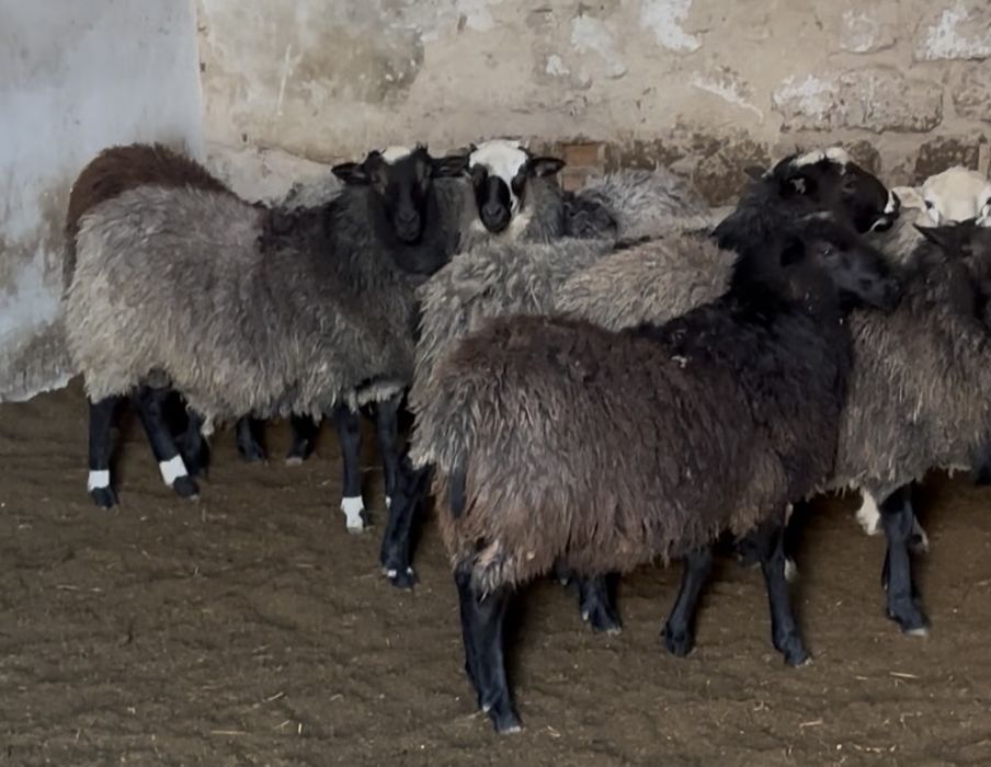 Продам баранів живою вагою