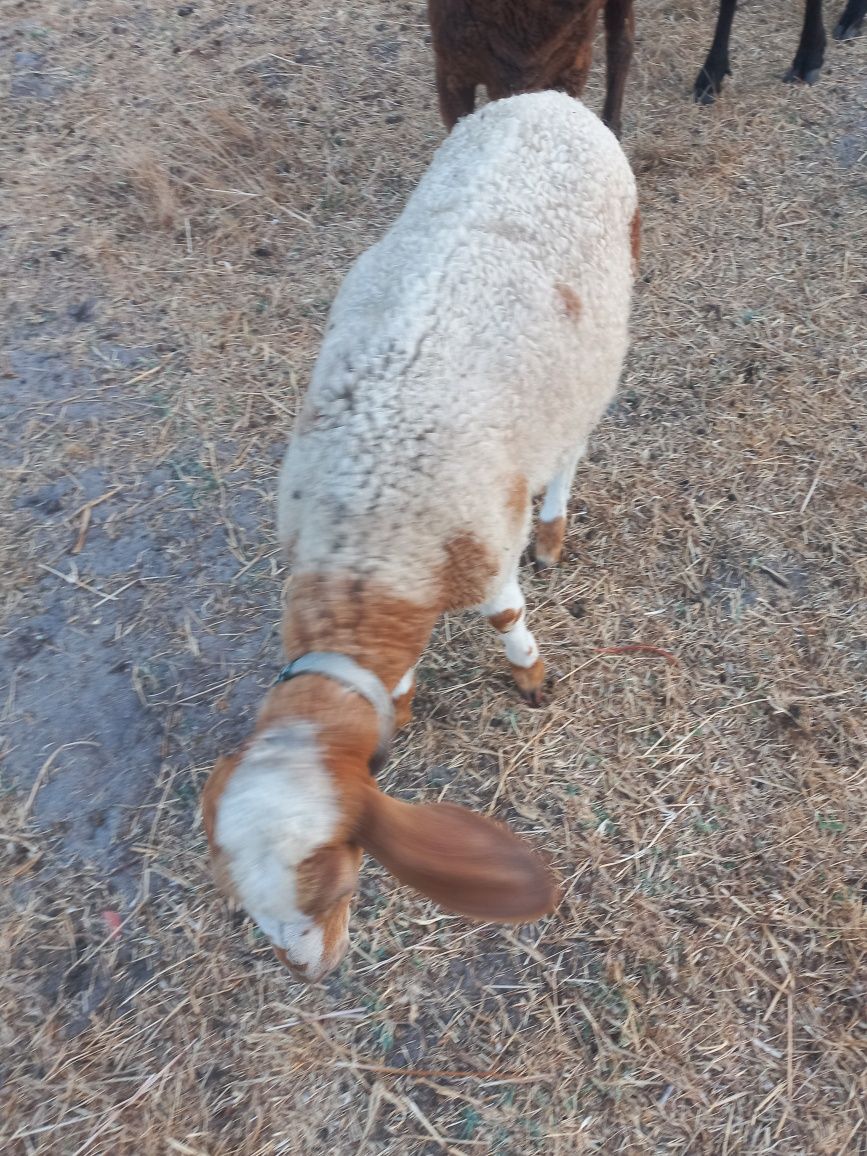 Vendo casal de borregos