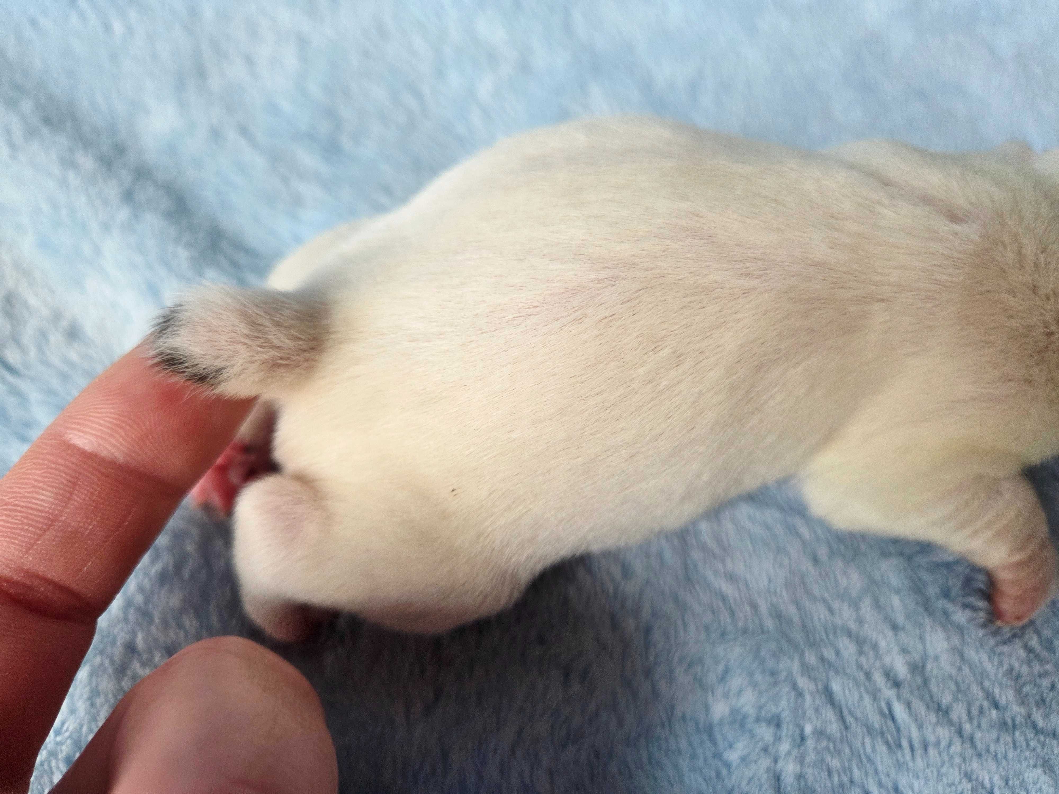 Jack Russell Terrier suczka gładkowłosa 3#