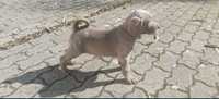 Weimaraner com lop