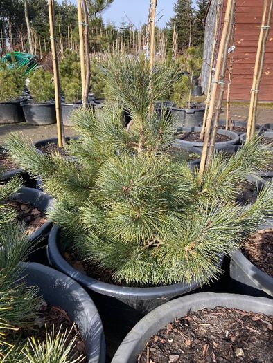 SOSNA Limba 'PINUS CEMBRA' wys ok. 60CM