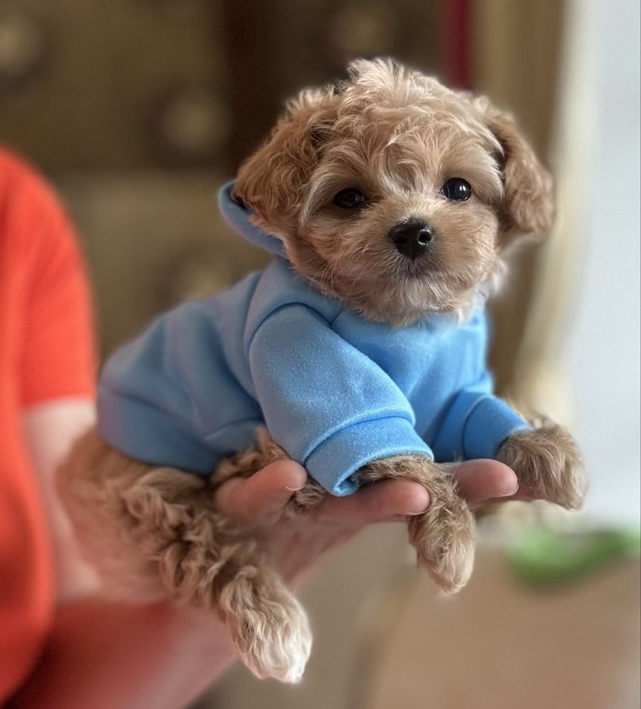 Мальтипу ф1 мини мальчик