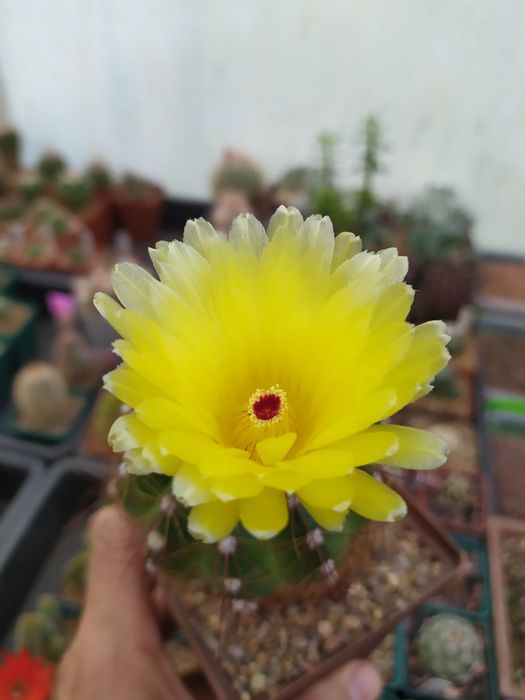 Кактуси нотонактус Отто