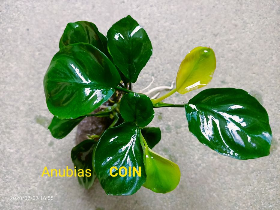 Różne skałki z roslinami - 15 sztuk + pistia
