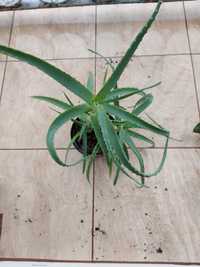 Aloes domowy, leczniczy