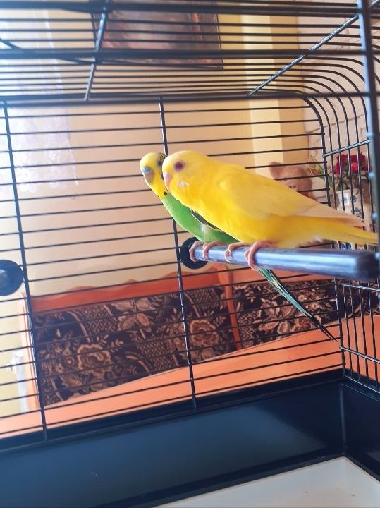 Papuga Falista Żółta