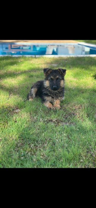 Pastor alemão pêlo curto