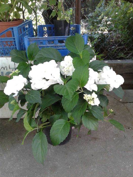 Гортензия, гортензия Клариса