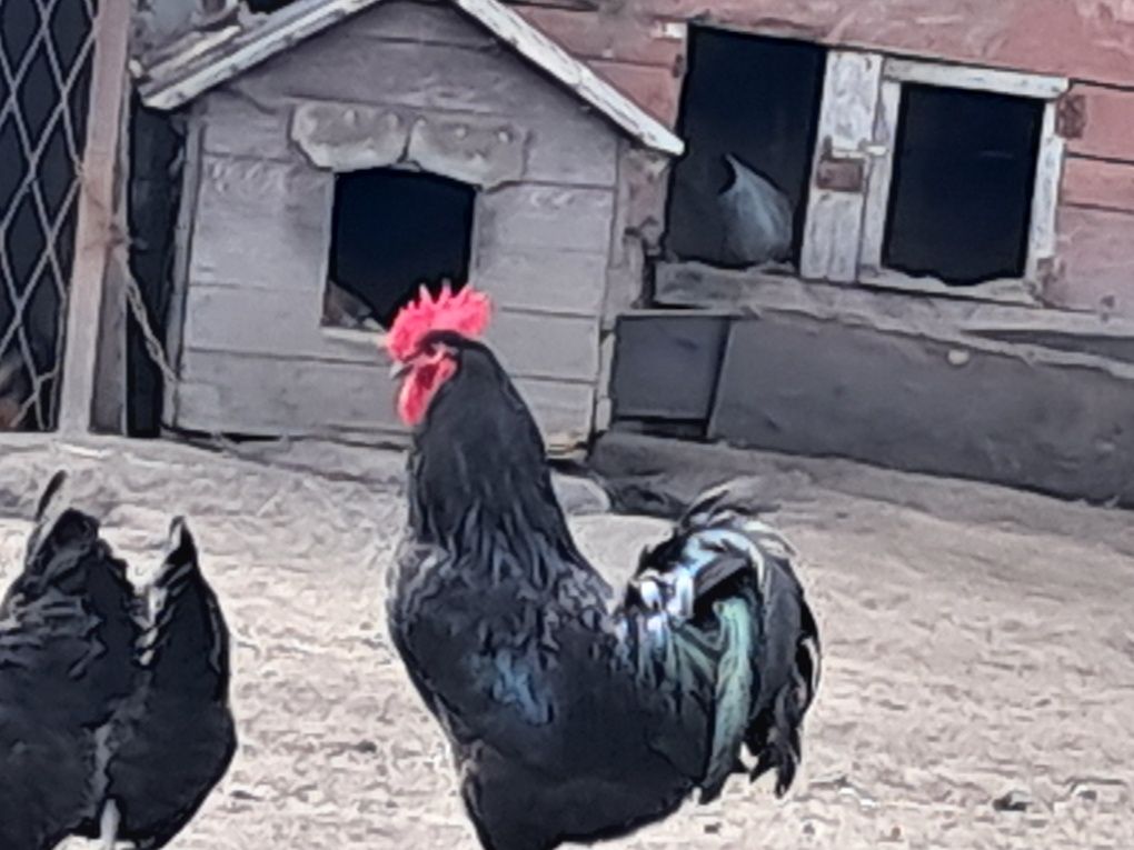 Kurki i koguty .