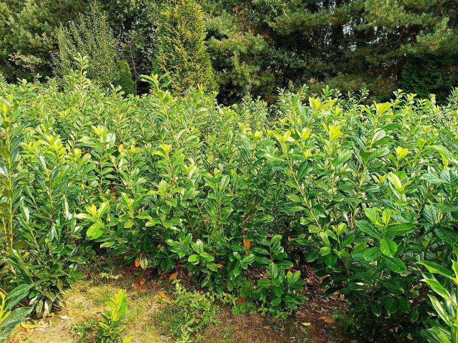 Laurowiśnia wschodnia! Sadzimy! 180+cm! Novita! Elly! Rotundifolia!