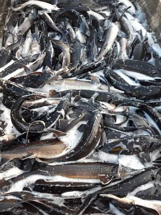 Jesiotr żywy, 3-7 kg/szt. Sprzedaż Jesiotra