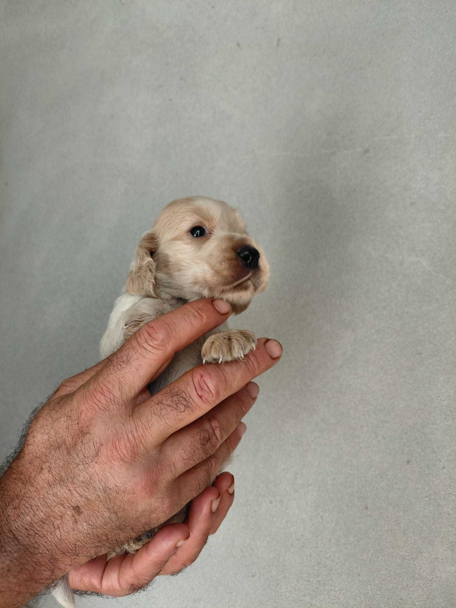 Cachorro Cocker Spaniel Inglês TOP
