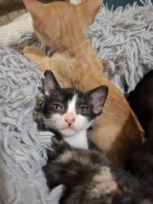 Gatos bebés para adopção responsável