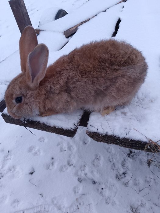 Маю на продаж кролів
