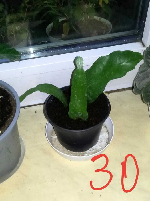 Epfilium, Epiphyllum z czerwonym, różowym i białym kwiatkiem.