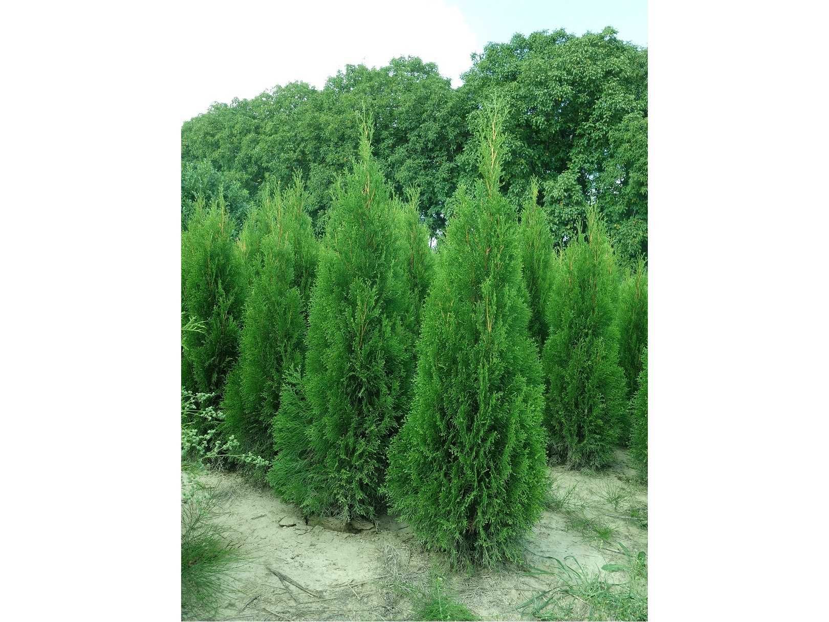 Thuja Smaragd 200,220,240,250cm! Tuja Szmaragd! Sadzenie! Tuje! Dowóz!