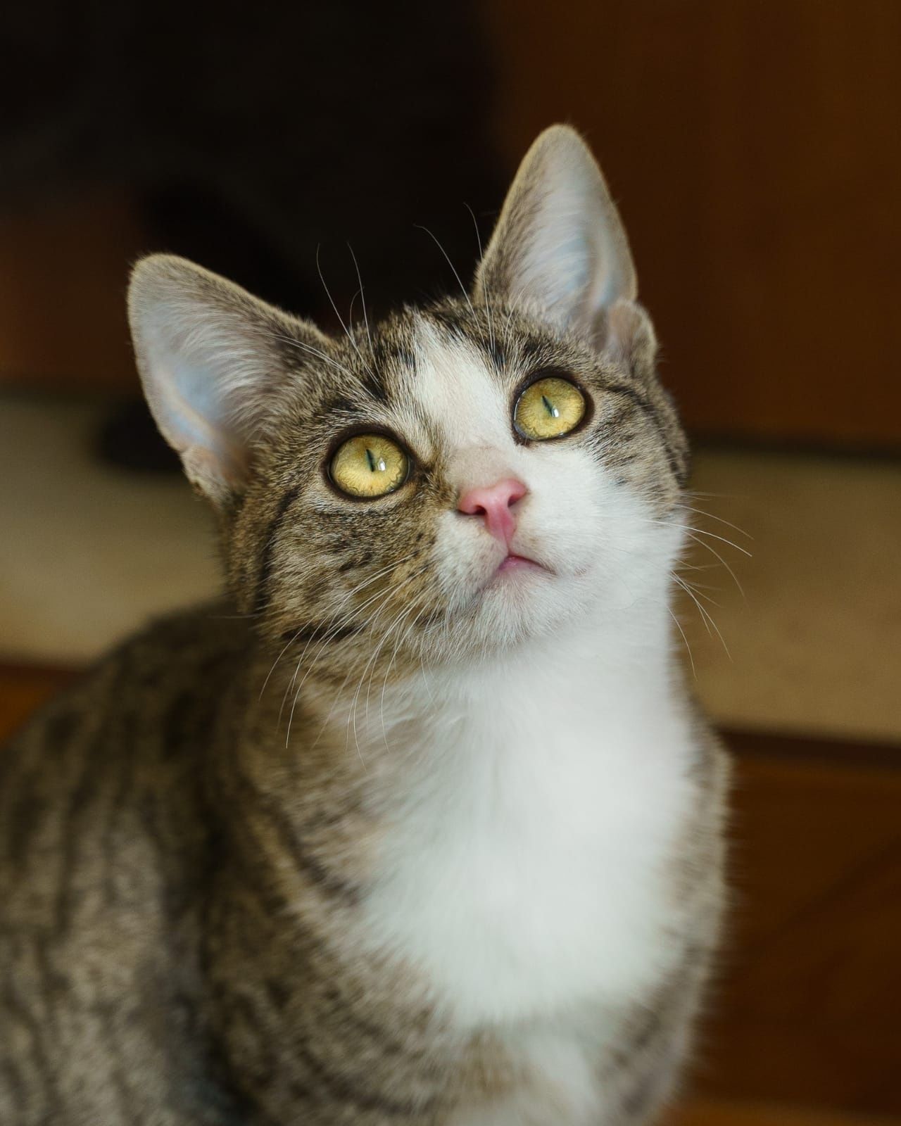 Alfik poleca się do adopcji!