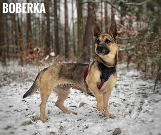 2 lata, 10kg, przytulaśna Boberka