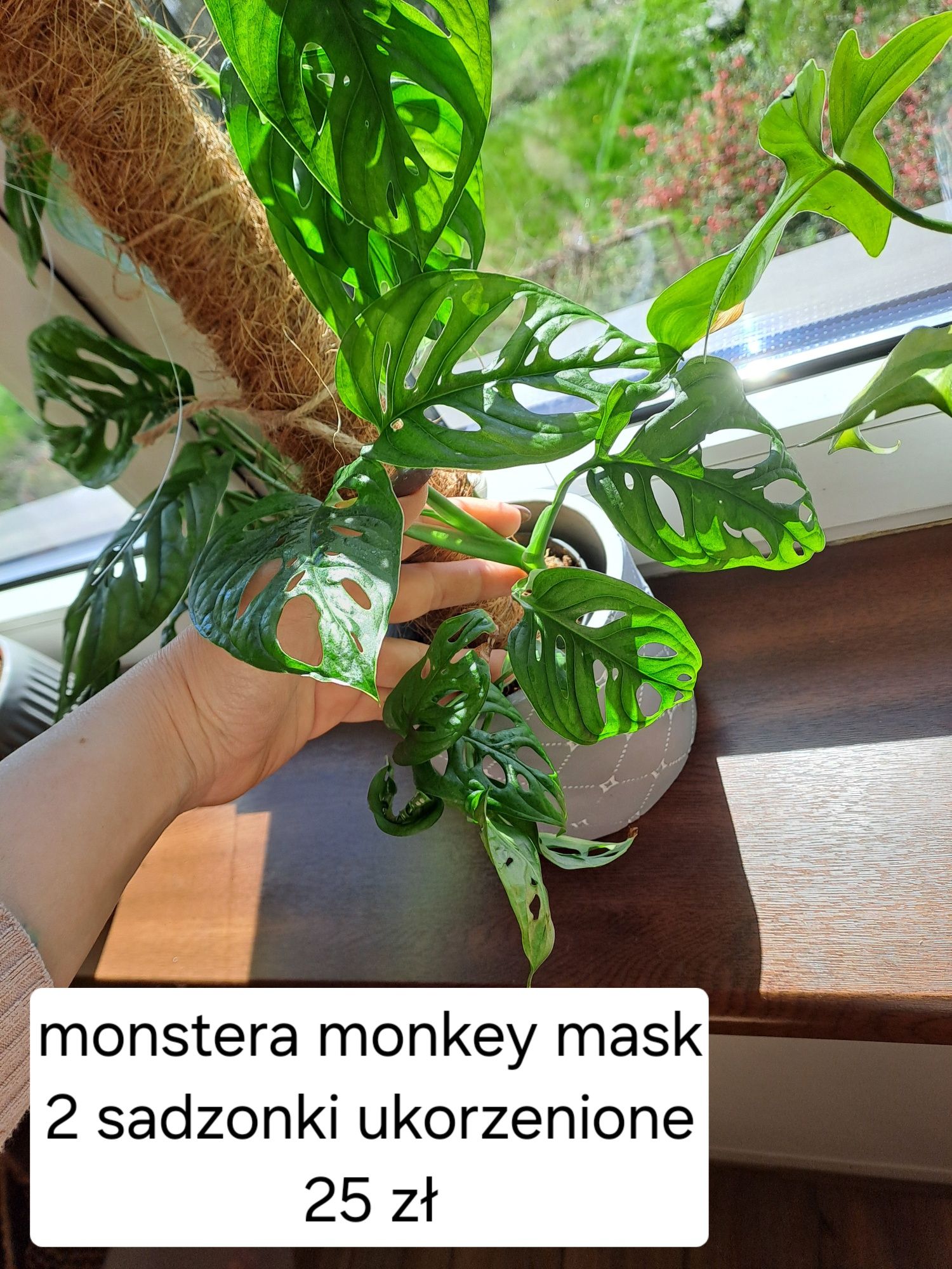 Monstera monkey mask sadzonka ukorzeniona