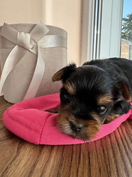 Йоркширський терєр