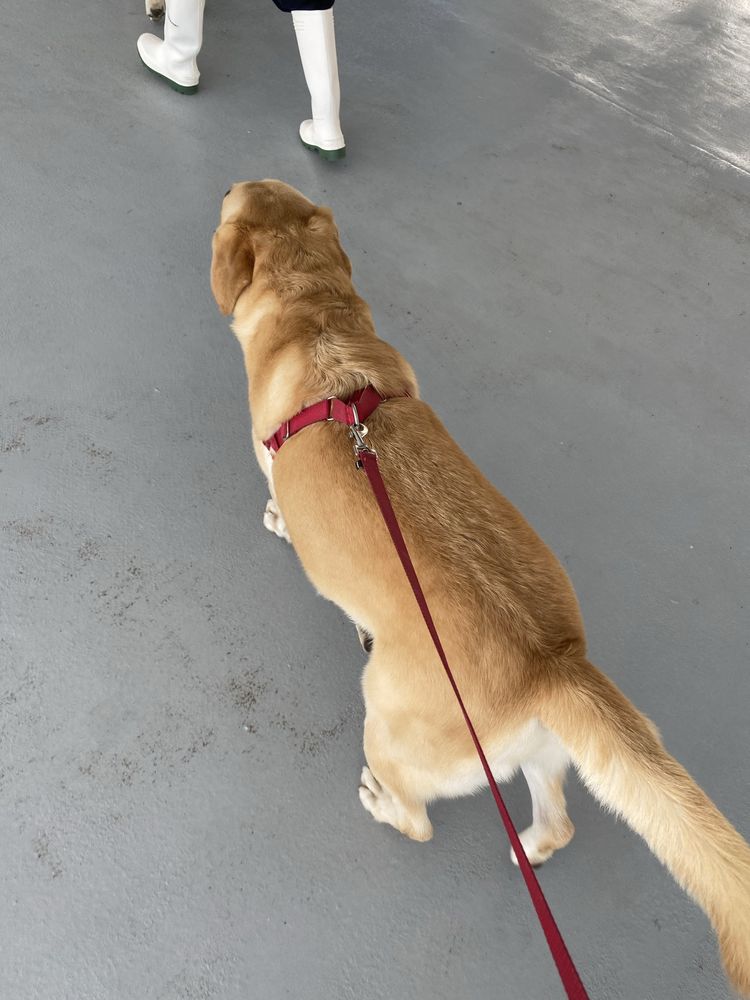 Pet sitter e Dog walker Oeiras