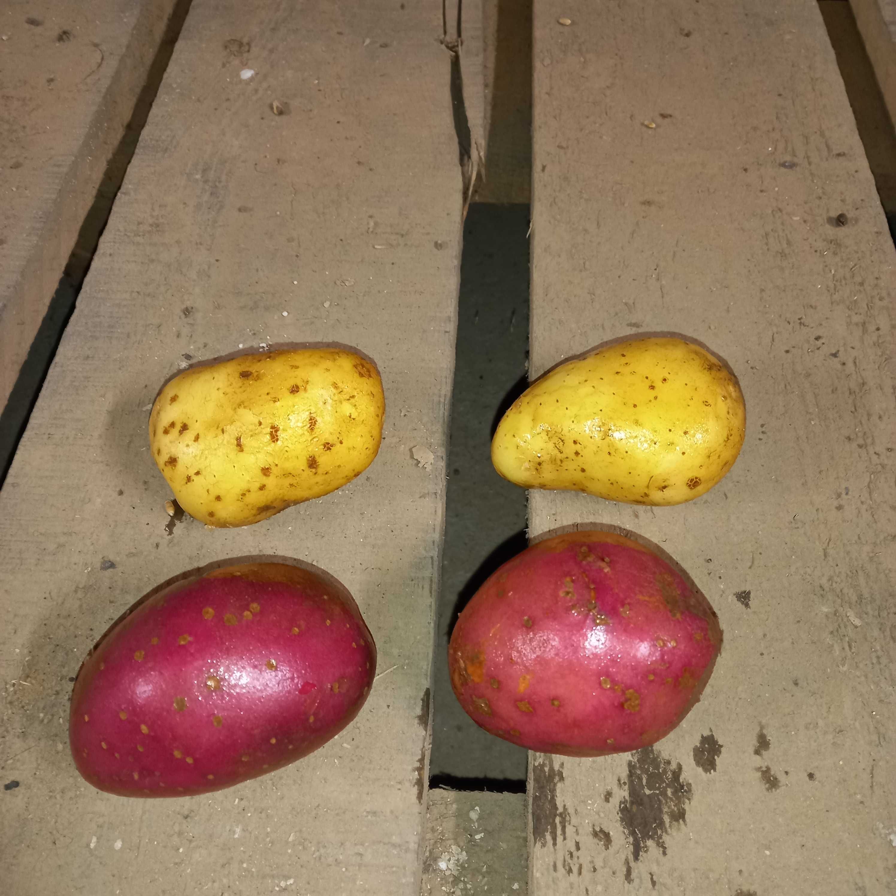 Ziemniaki Soraya i Czerwone 25zł 15kg